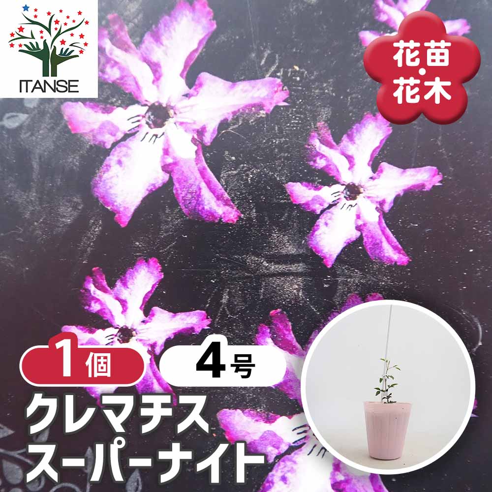 クレマチス スーパーナイト 【花苗 4号／1個売り】｜ 【植物の