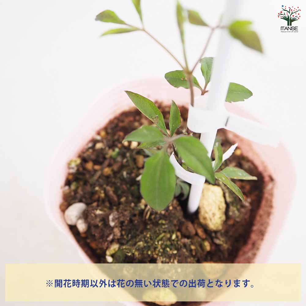 クレマチス スーパーナイト 【花苗 4号／1個売り】｜ 【植物の
