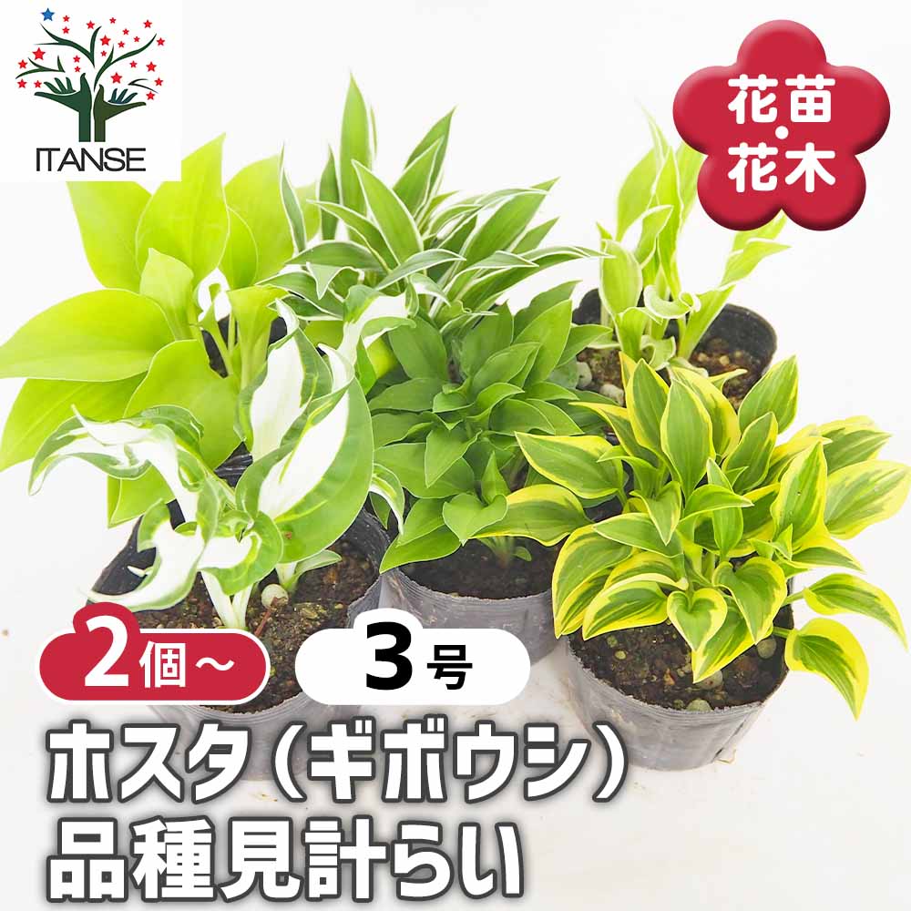 ホスタ(ギボウシ) 品種見計らい2個～ 【花苗 3号】｜ 【植物の