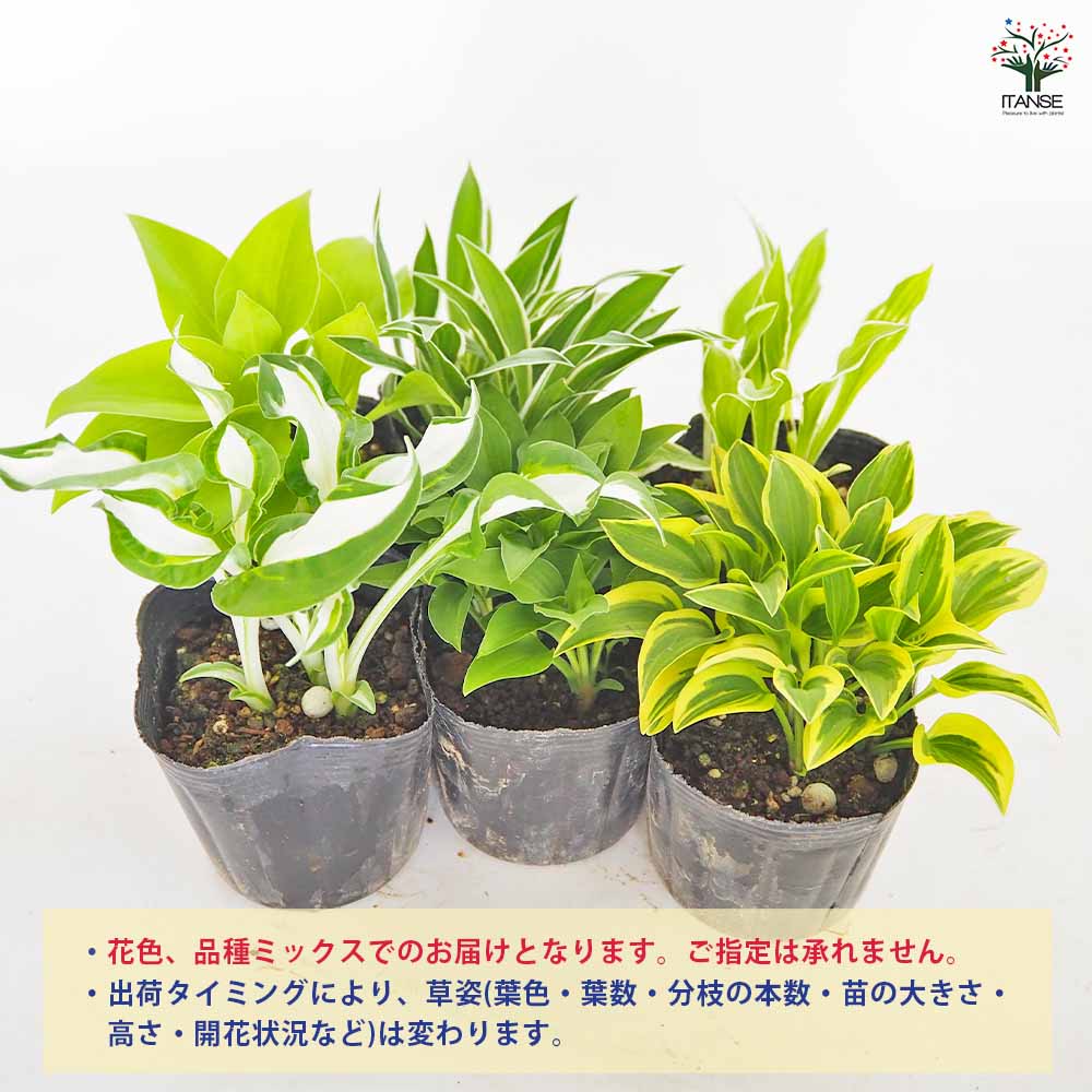 ホスタ(ギボウシ) 品種見計らい2個～ 【花苗 3号】｜ 【植物の