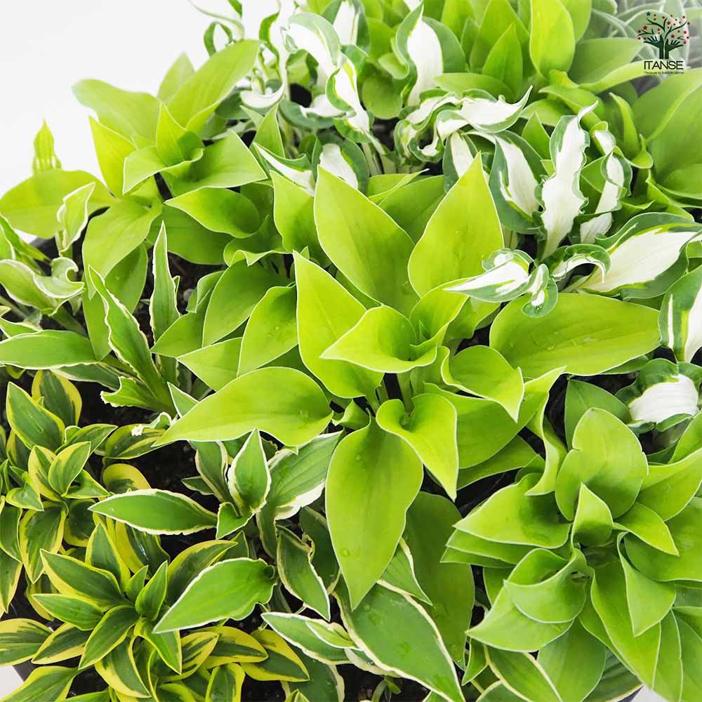 ホスタ(ギボウシ) 品種見計らい2個～ 【花苗 3号】｜ 【植物の