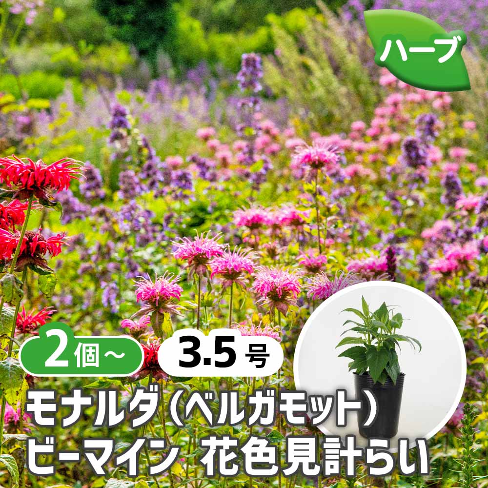 ベルガモット(モナルダ) ビーマインシリーズ色見計らい2個～ 【ハーブ