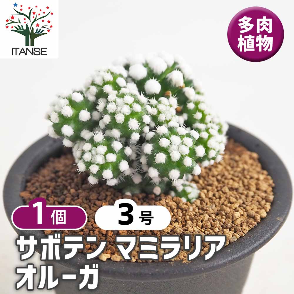※最終SALE※超希少！マリアンネフオタリ　サボテンの花　陶器置物アラビア サボテン マミラリア オルーガ 【多肉植物 3号／1個売り】｜ 【植物の