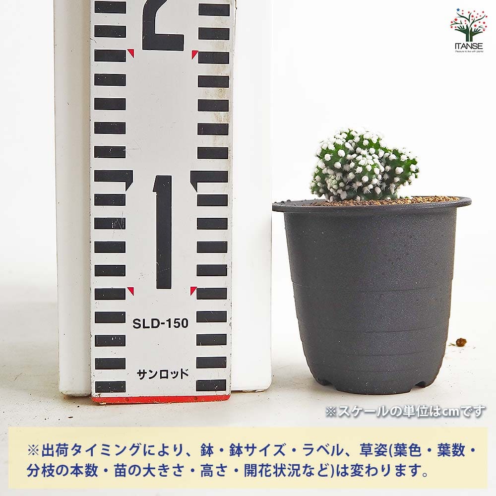 サボテン マミラリア オルーガ 【多肉植物 3号／1個売り】