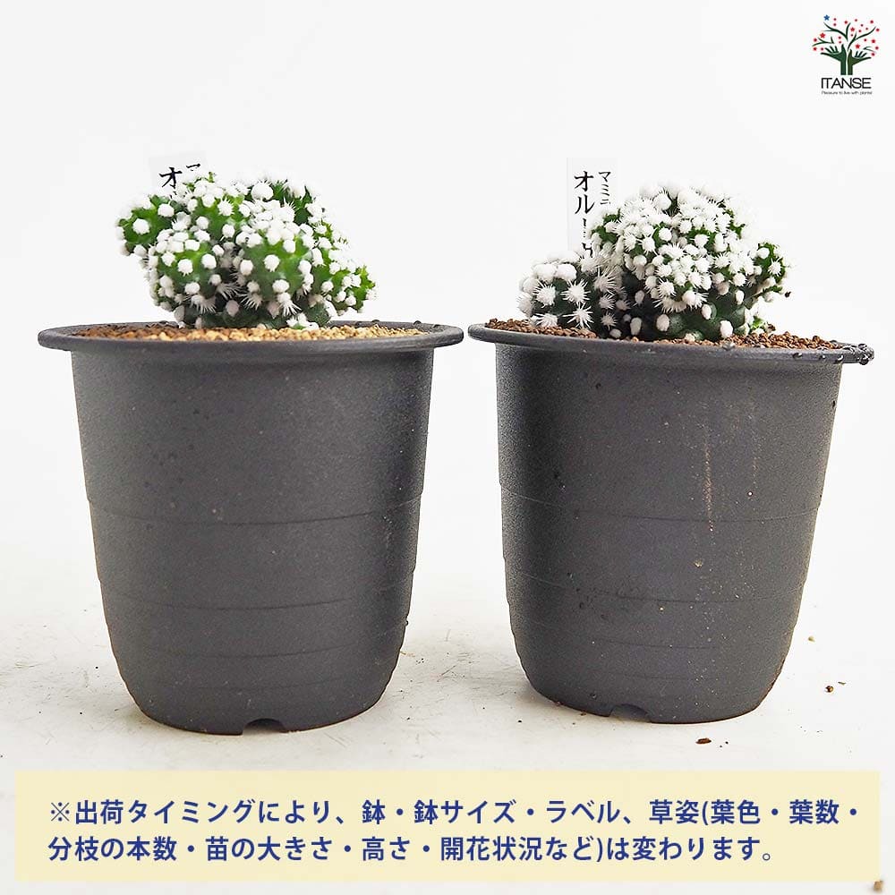 サボテン マミラリア オルーガ 【多肉植物 3号／1個売り】