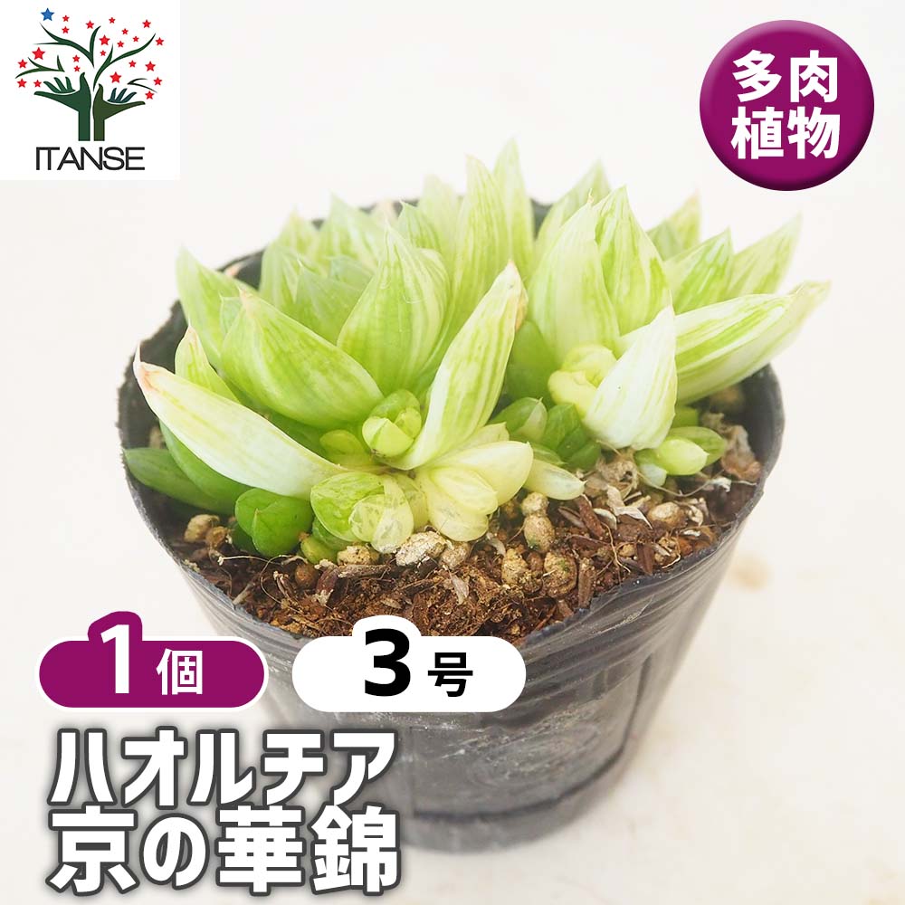 ハオルチア 京の華錦(ニシキ)10cm硬質ポット 【多肉植物 3号／1個売り