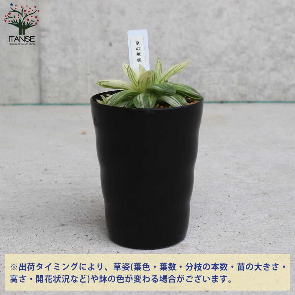 ハオルチア 京の華錦(ニシキ)10cm硬質ポット 【多肉植物 3号／1個売り