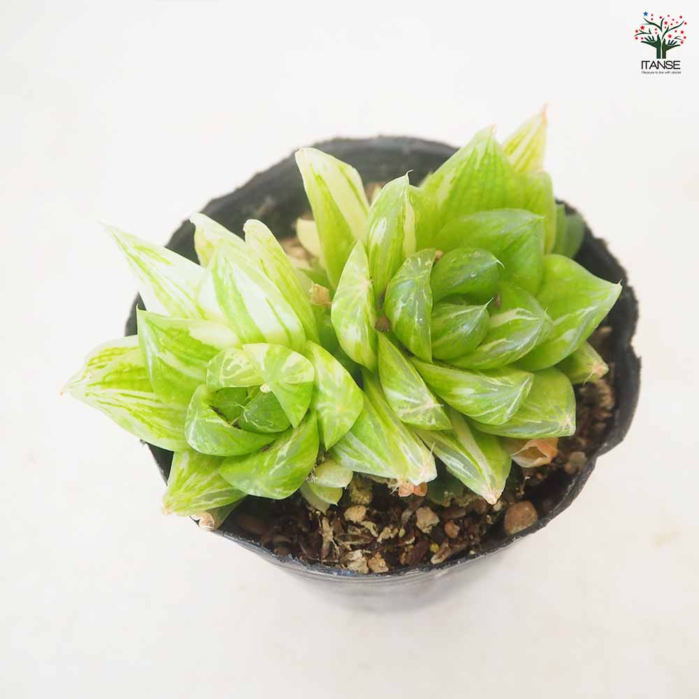 ハオルチア 京の華錦(ニシキ)10cm硬質ポット 【多肉植物 3号／1個売り