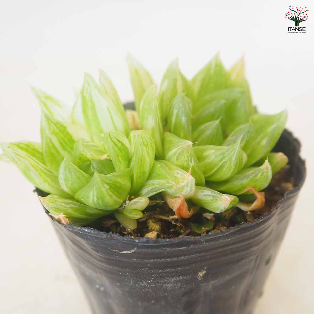 ハオルチア 京の華錦(ニシキ)10cm硬質ポット 【多肉植物 3号／1個売り