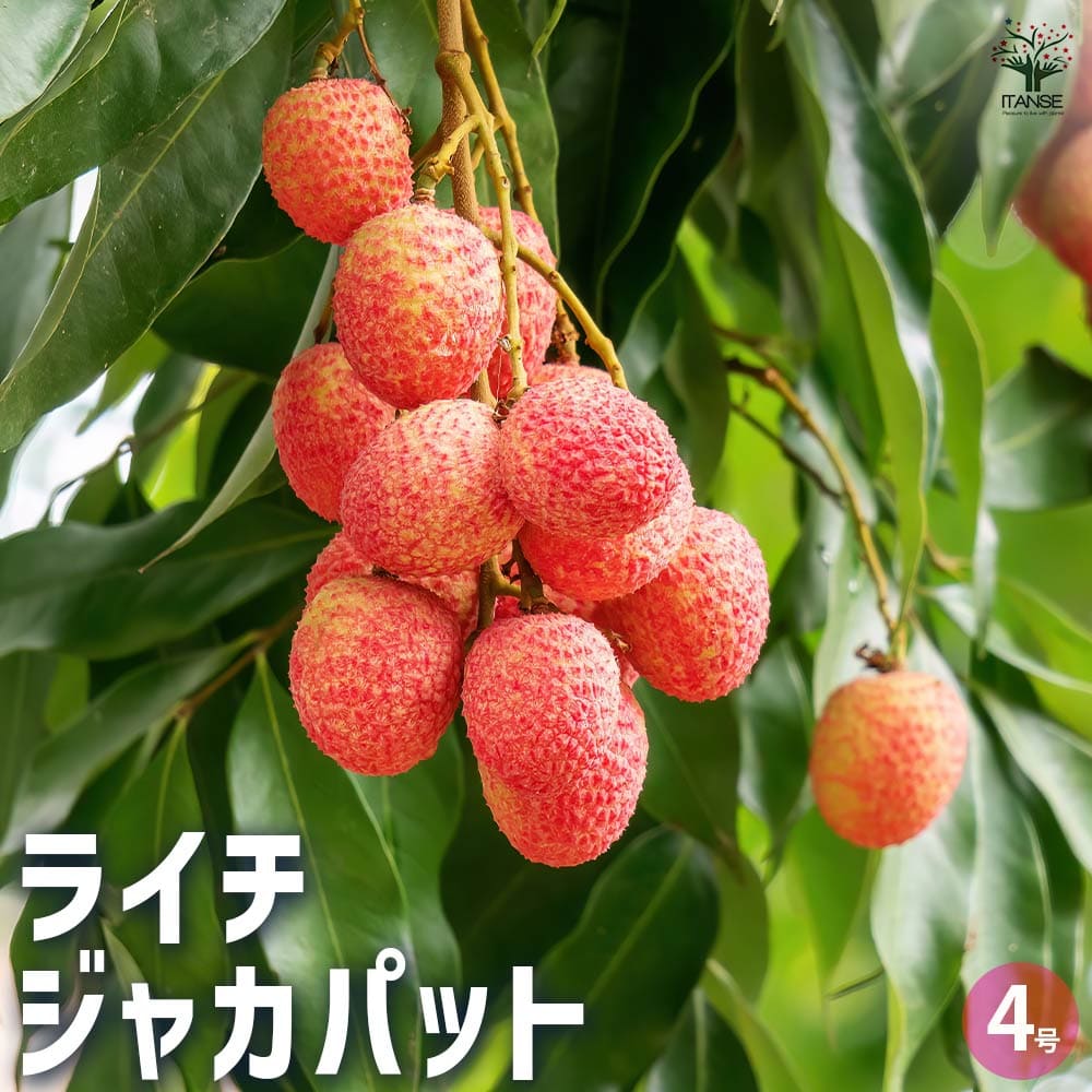 ライチ苗　品種　ジャカパット　実付き ライチ ジャカパット 【 果樹の苗 4号 ／1個売り 】｜ 【植物の