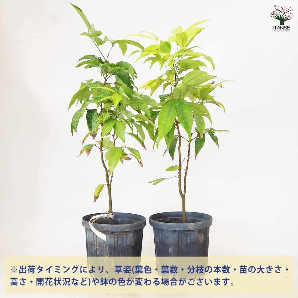 ライチ ジャカパット 【 果樹の苗 4号 ／1個売り 】｜ 【植物の