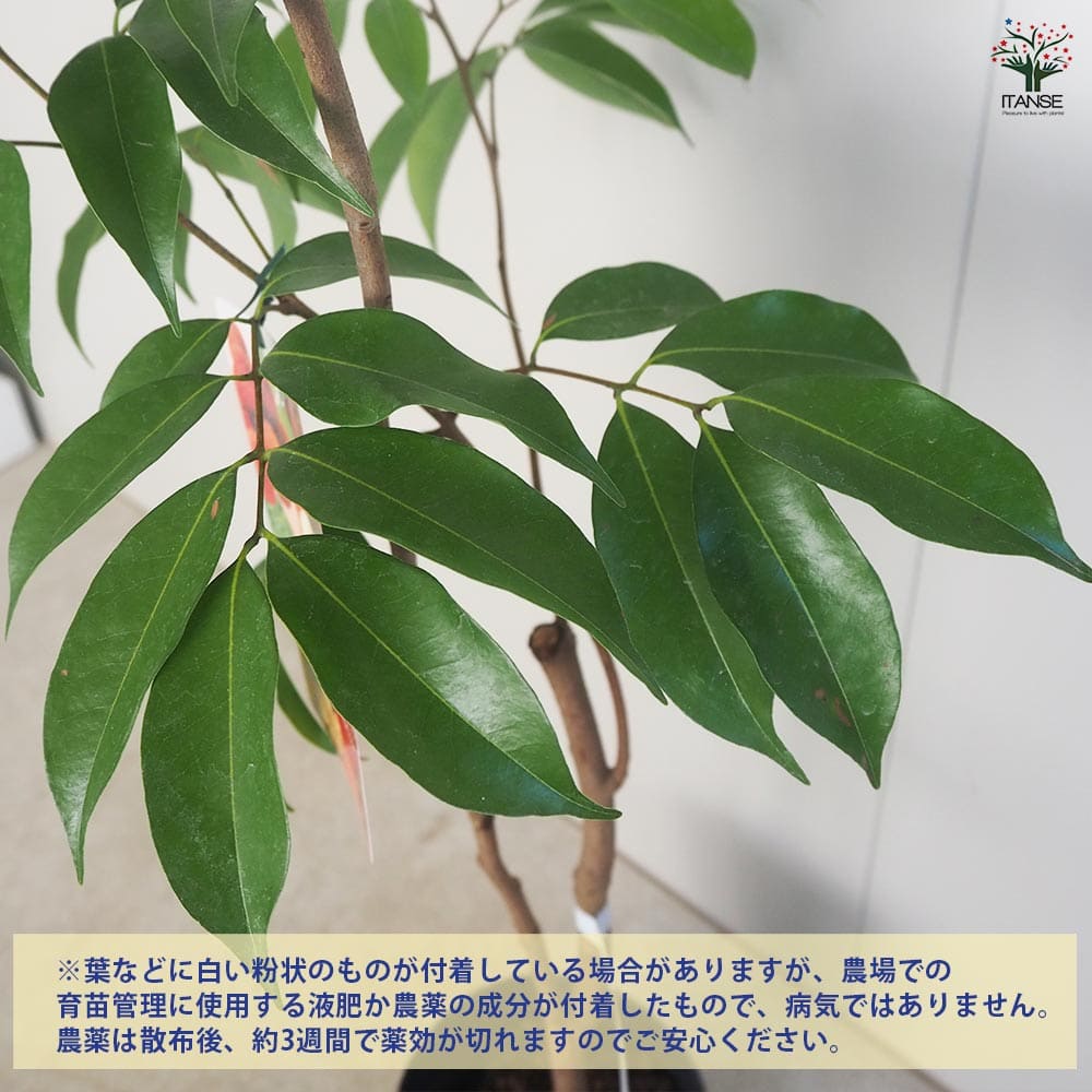 ライチ ジャカパット 【 果樹の苗 4号 ／1個売り 】｜ 【植物の