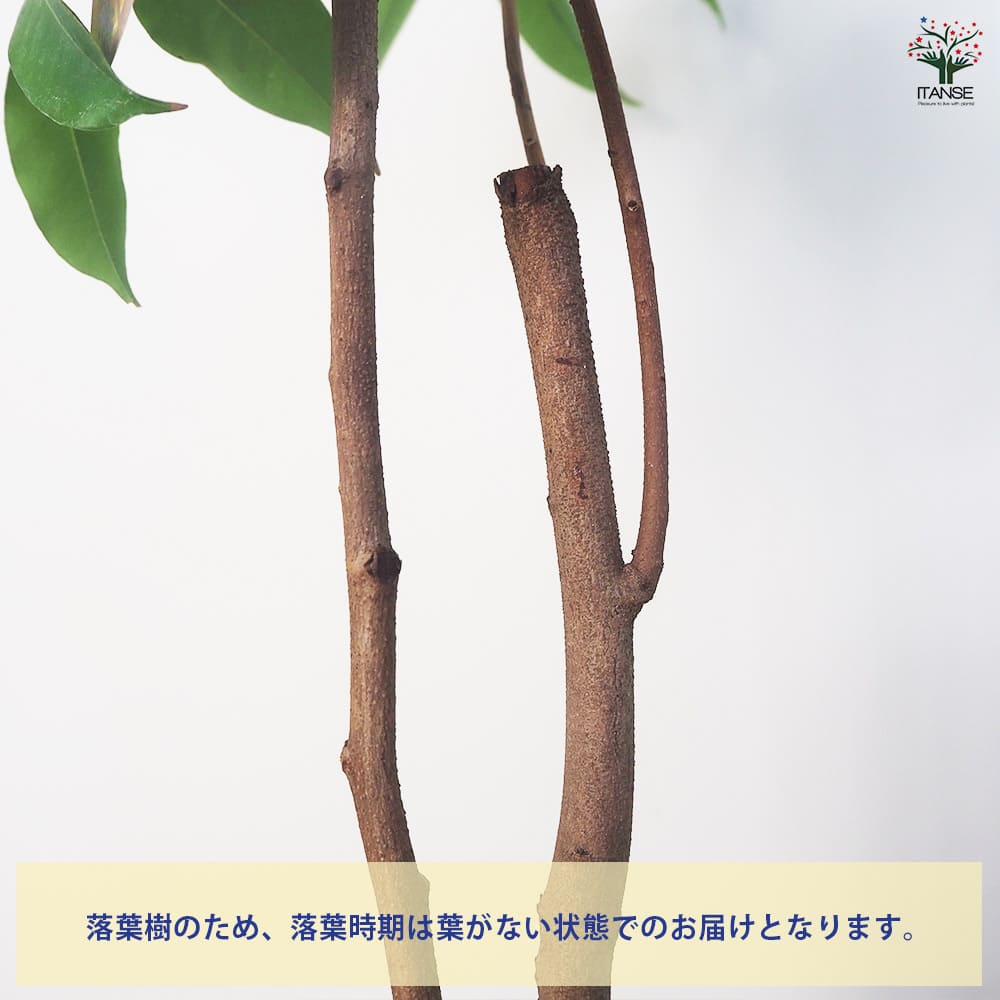 ライチ ジャカパット 【 果樹の苗 4号 ／1個売り 】｜ 【植物の