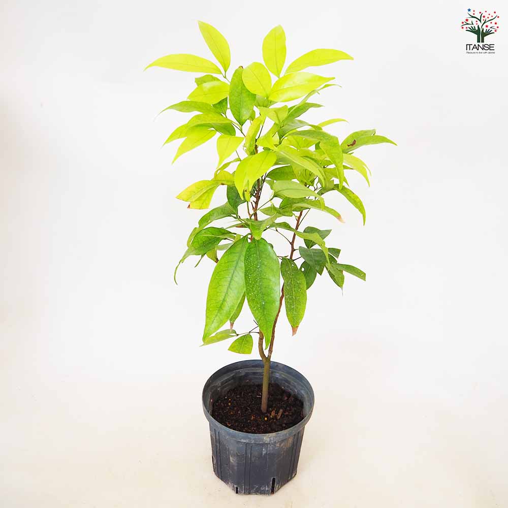 ライチ ジャカパット 【 果樹の苗 4号 ／1個売り 】｜ 【植物の