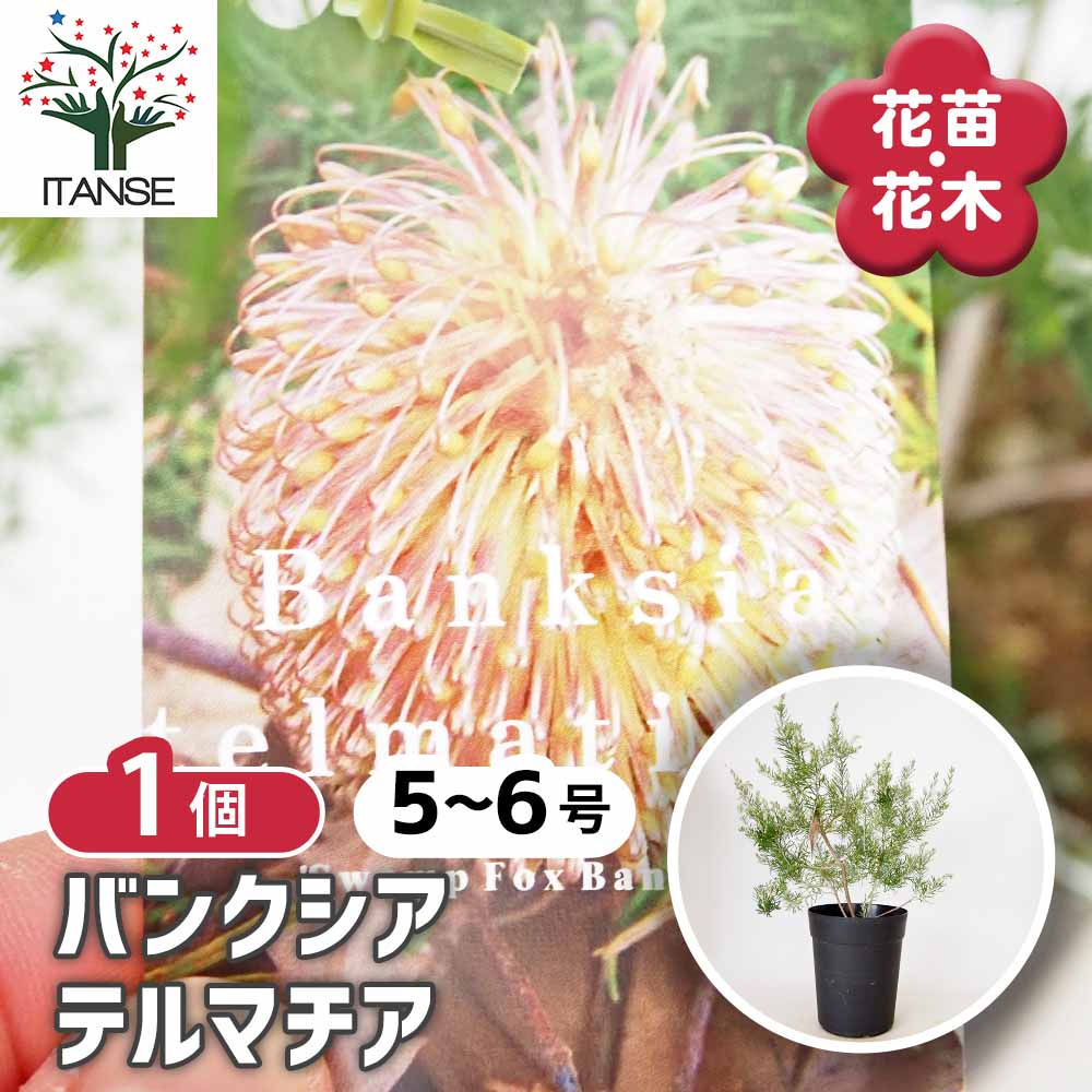 バンクシア テルマチア 【 花木苗 5～6号 ／1個売り 】｜ 【植物の