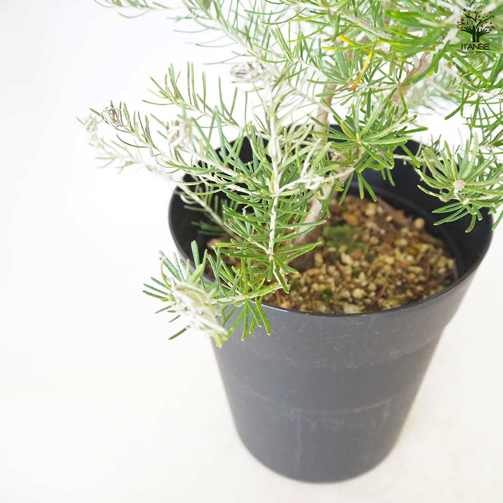 バンクシア テルマチア 【 花木苗 5～6号 ／1個売り 】｜ 【植物の