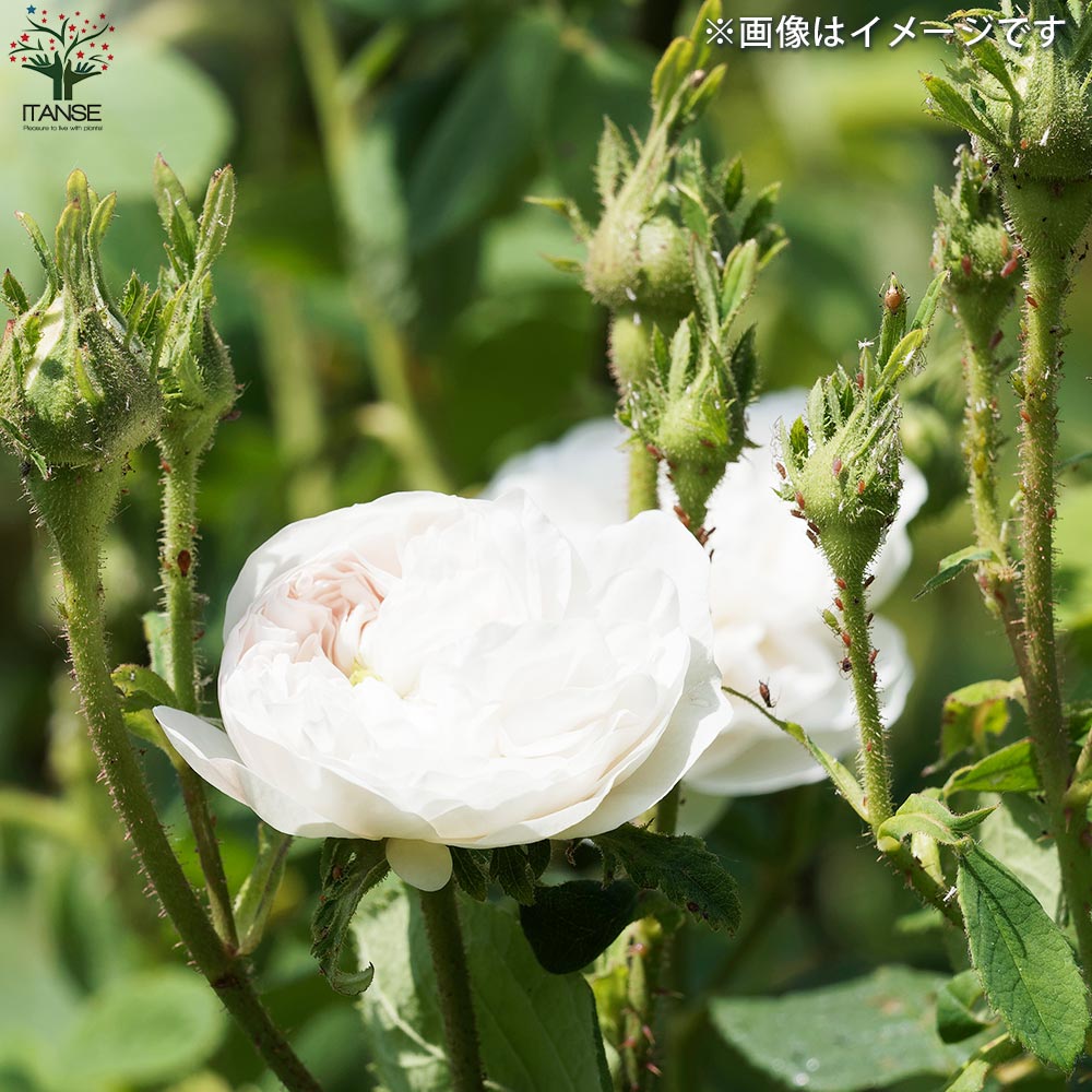 薔薇苗 オールドローズ・マダムハーディー(アルディー)【花苗 5号角鉢