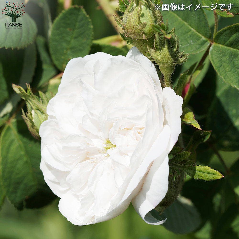 薔薇苗 オールドローズ・マダムハーディー(アルディー)【花苗 5号角鉢