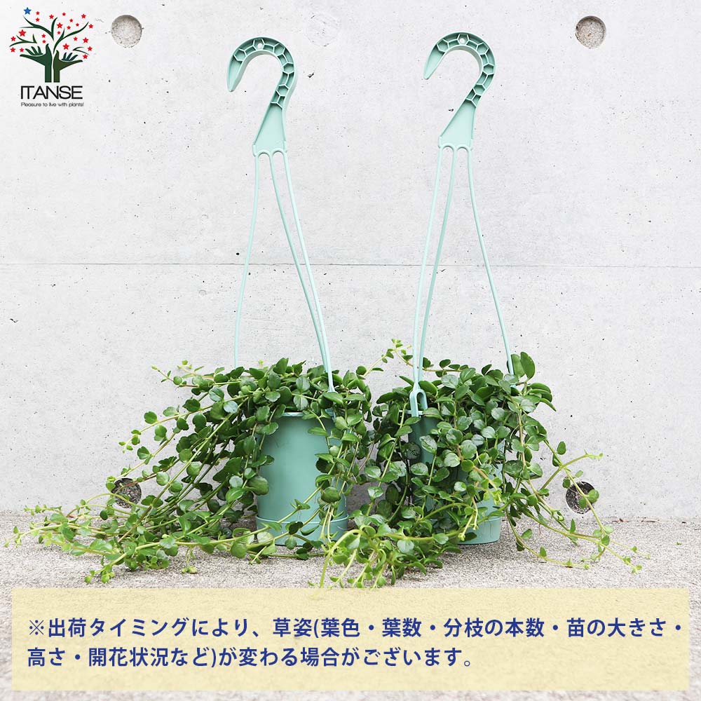 カランコエ フィフィ【観葉植物 吊り鉢3.5号／1個売り】｜ 【植物の