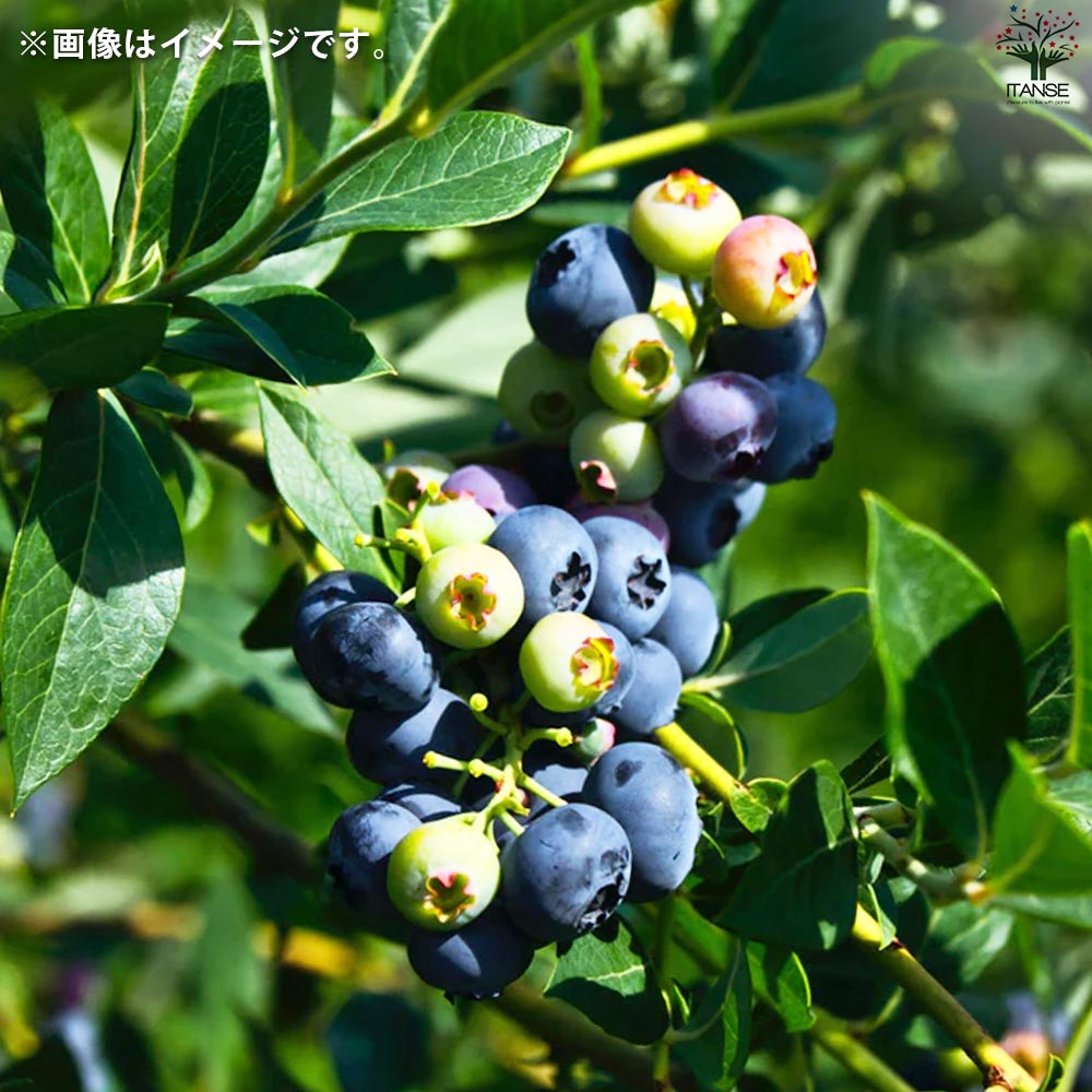 ブルーベリー苗 ミスティ42本セット(オーダー)