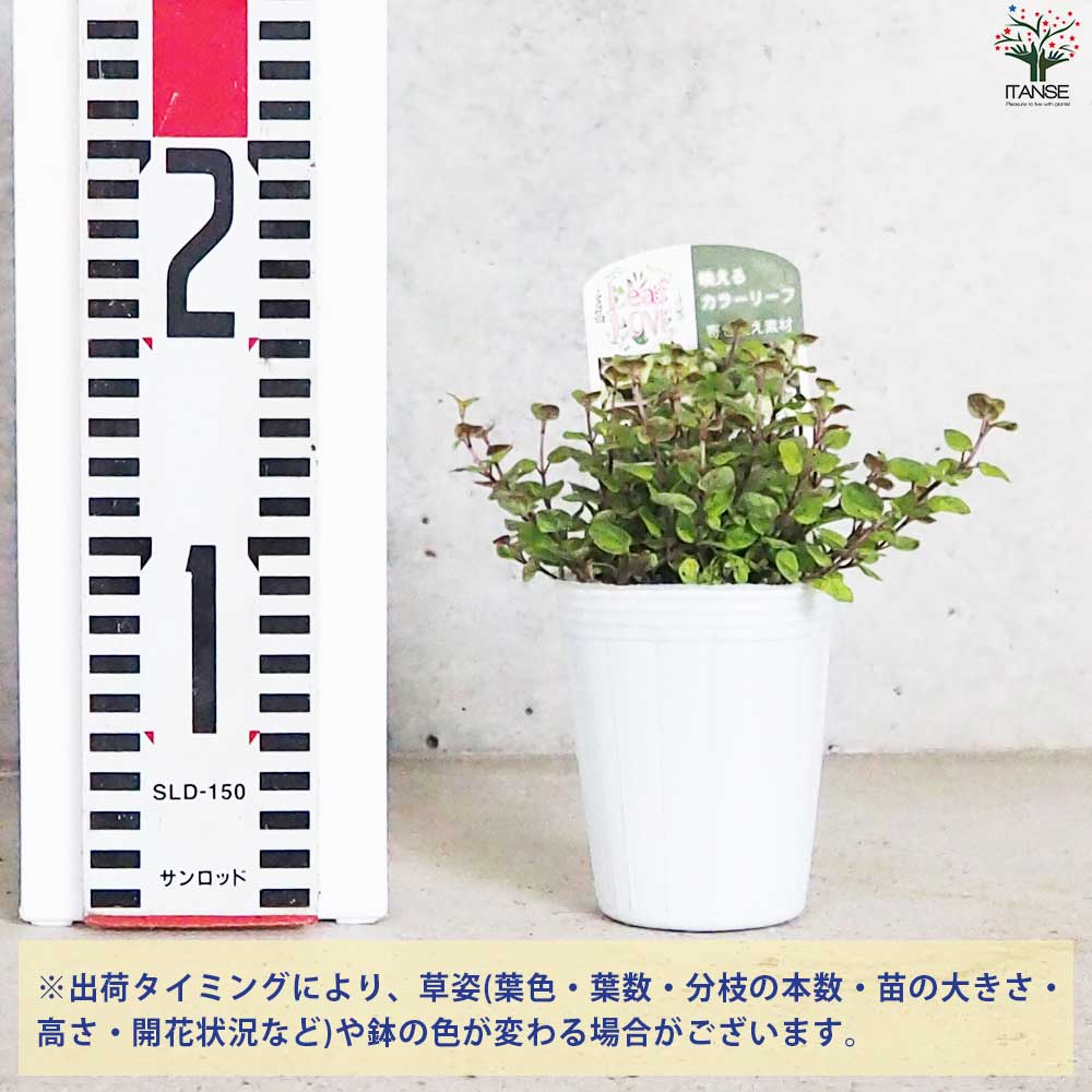 オレガノ マルゲリータ 【花苗 2.5号ポット】