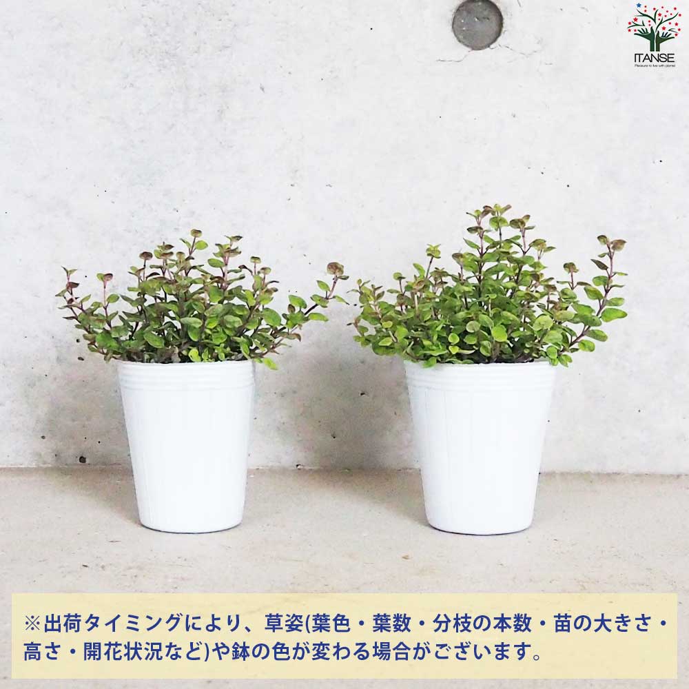 オレガノ マルゲリータ 【花苗 2.5号ポット】｜ 【植物のITANSE