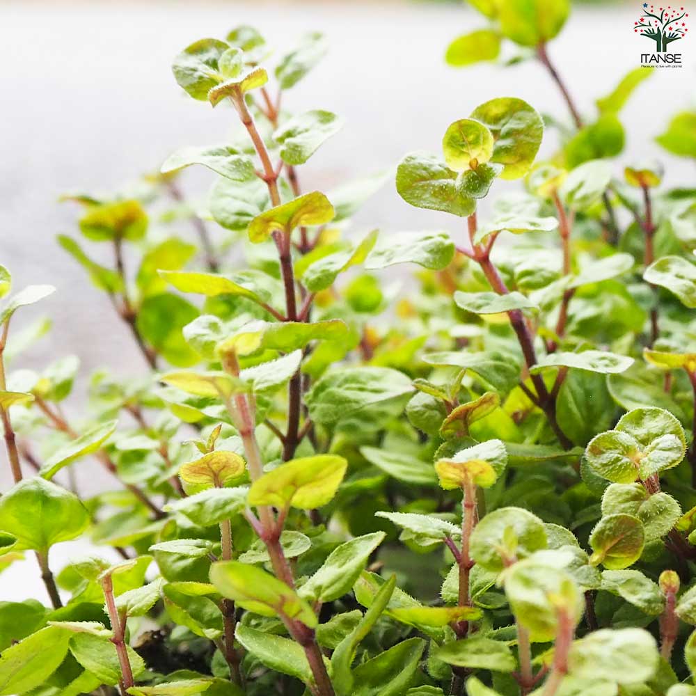 オレガノ マルゲリータ 【花苗 2.5号ポット】