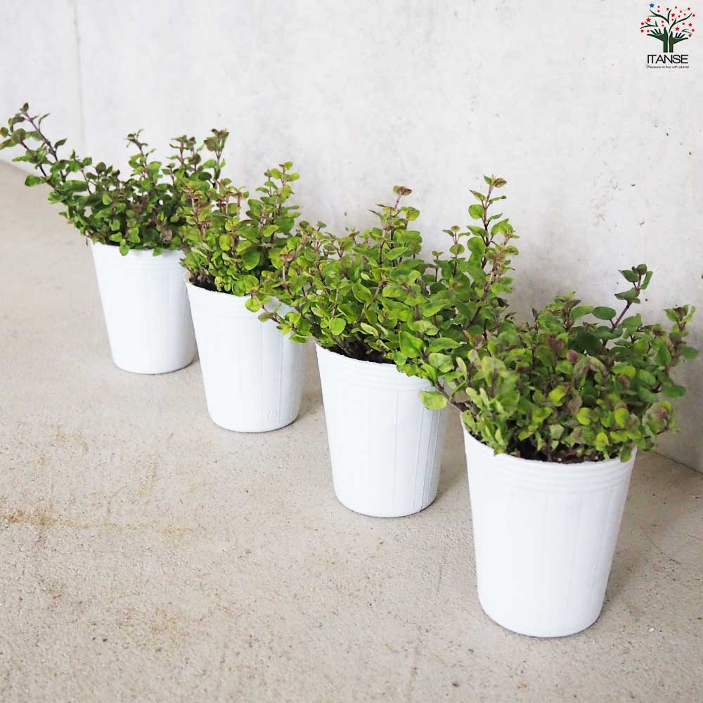 オレガノ マルゲリータ 【花苗 2.5号ポット】