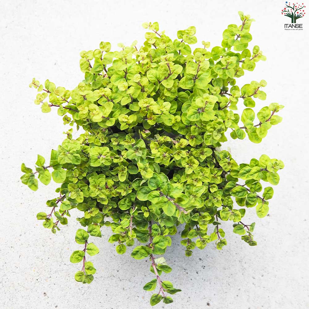 オレガノ マルゲリータ 【花苗 2.5号ポット】｜ 【植物のITANSE