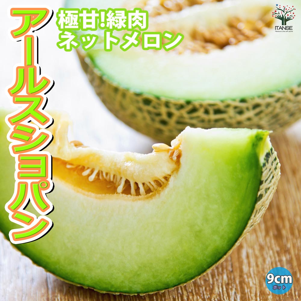 極甘緑肉ネットメロン(品種:アールスショパン)2個~【自根苗9cmポット】