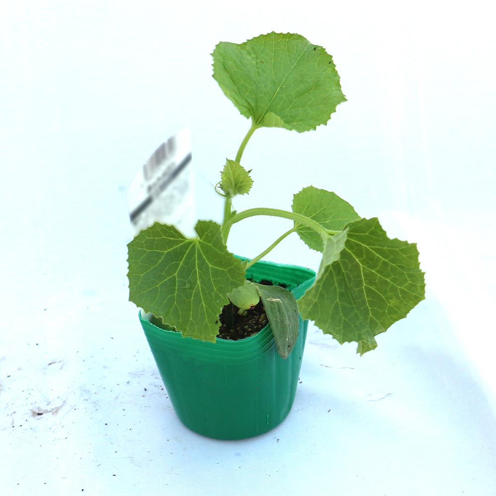 極甘緑肉ネットメロン(品種:アールスショパン)2個~【自根苗9cmポット】