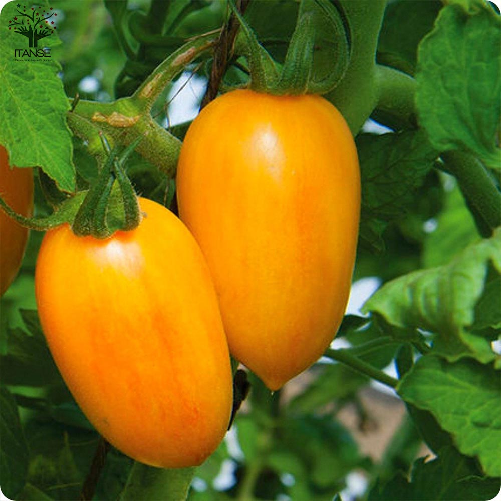 ミニトマトの苗 アイコカラフルセット高糖度 (アイコ、イエローアイコ、プリンセスアイコ、チョコアイコ)【野菜の苗 10.5cmポット 自根苗／4個セット】