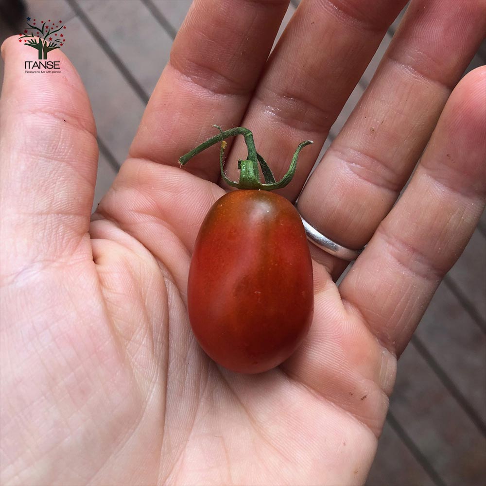 ミニトマトの苗 アイコカラフルセット高糖度 (アイコ、イエローアイコ、プリンセスアイコ、チョコアイコ)【野菜の苗 10.5cmポット 自根苗／4個セット】