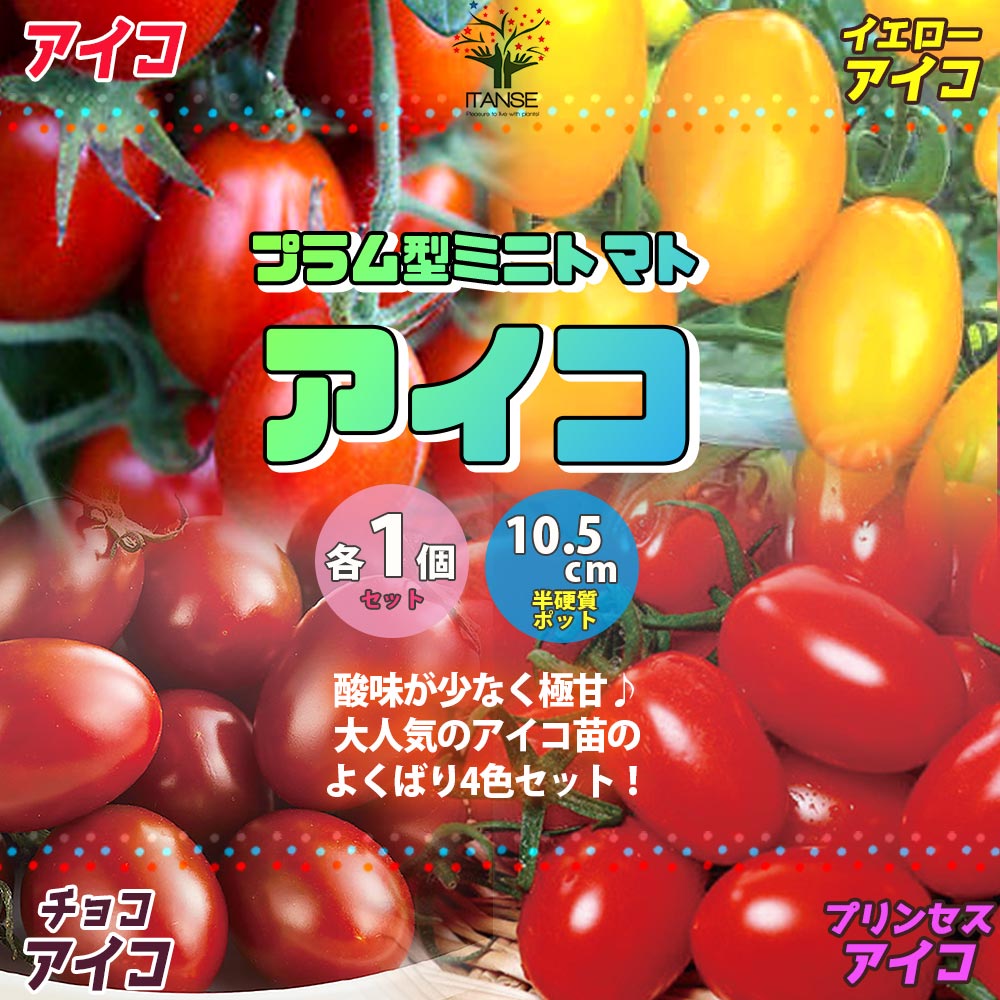 ミニトマトの苗 アイコカラフルセット高糖度 (アイコ、イエローアイコ、プリンセスアイコ、チョコアイコ)【野菜の苗 10.5cmポット 自根苗／4個セット】