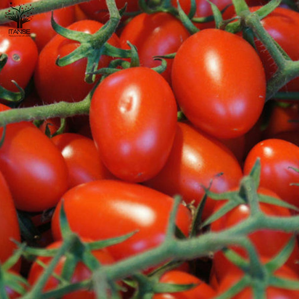 ミニトマトの苗 アイコカラフルセット高糖度 (アイコ、イエローアイコ、プリンセスアイコ、チョコアイコ)【野菜の苗 10.5cmポット 自根苗／4個セット】