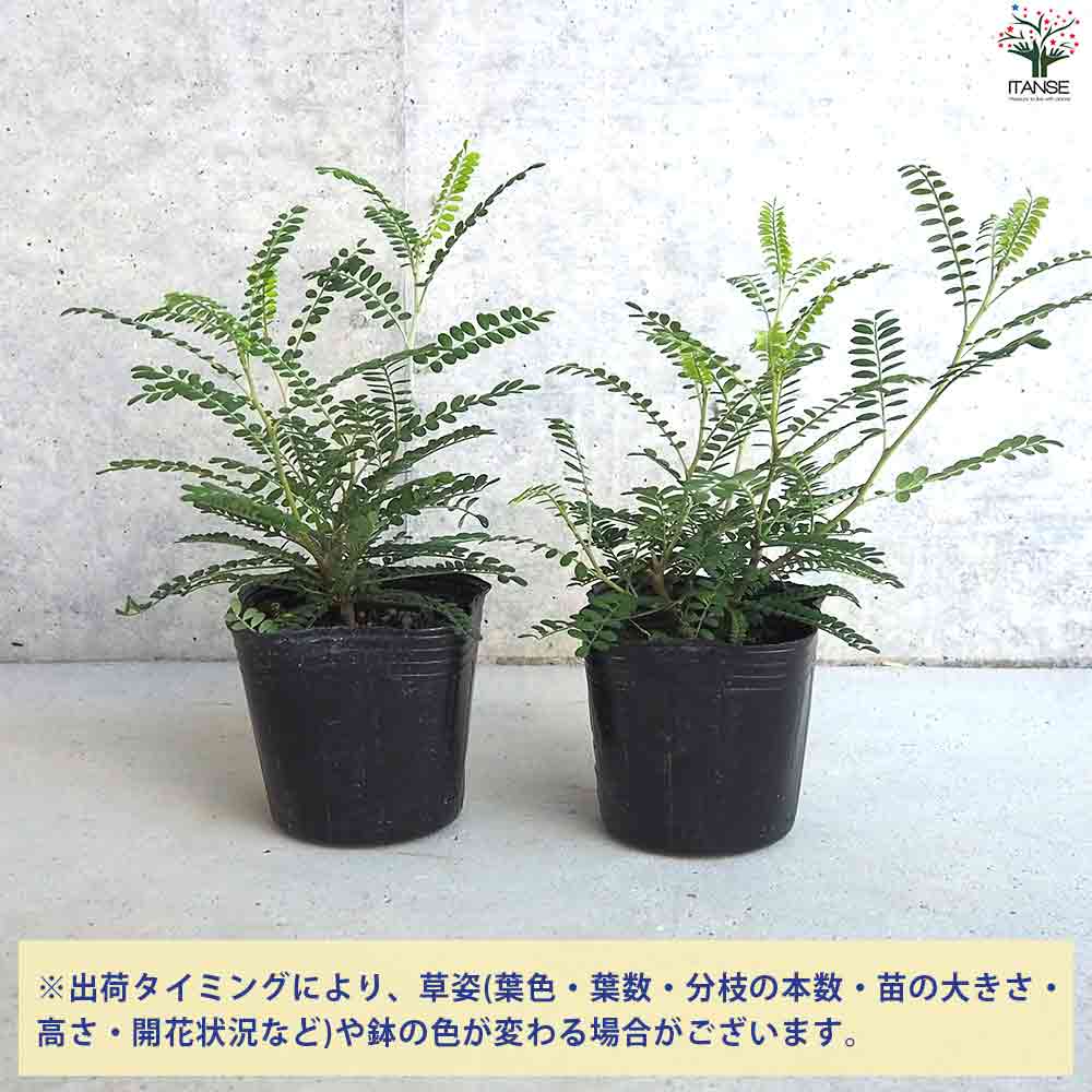 観葉植物 ソフォラ ドラゴンズゴールド 【観葉植物 3号ポット】