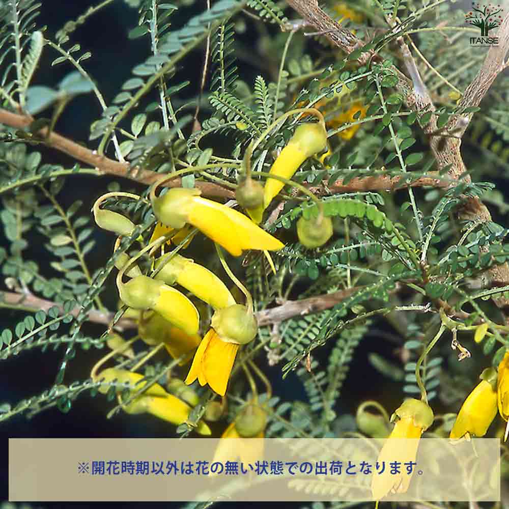 観葉植物 ソフォラ ドラゴンズゴールド 【観葉植物 3号ポット】