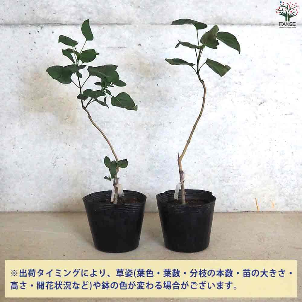 ライラック パープルセンセーション 【庭木 4.5号ポット】｜ 【植物の