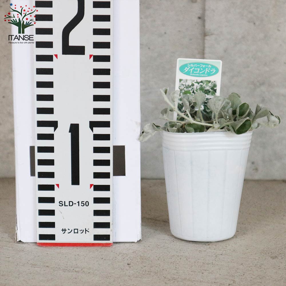 ダイコンドラ アルゲンテア シルバーフォールズ 【花苗 2.5号ロングポット カラーリーフ・グランドカバー苗】
