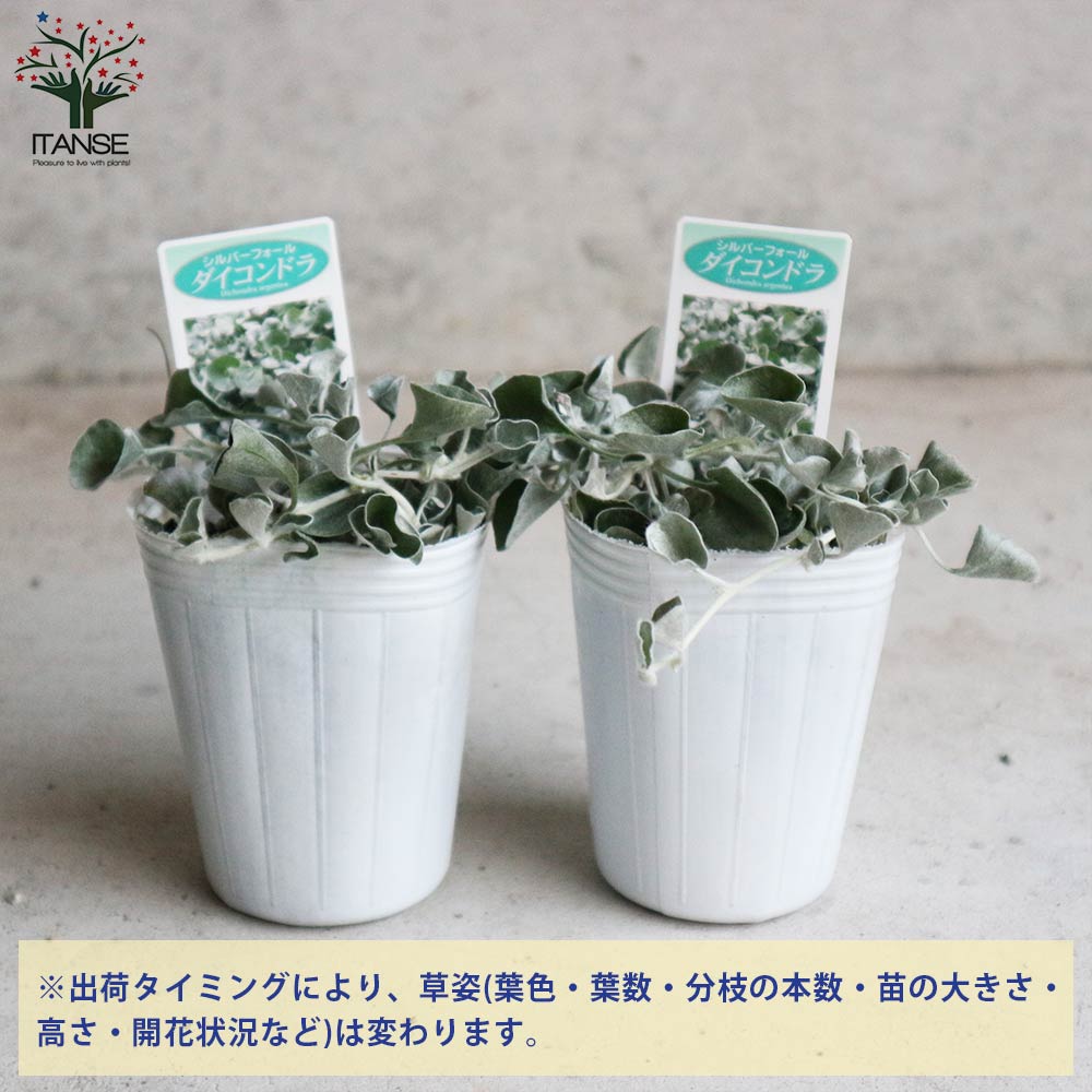 ダイコンドラ アルゲンテア シルバーフォールズ 【花苗 2.5号ロング