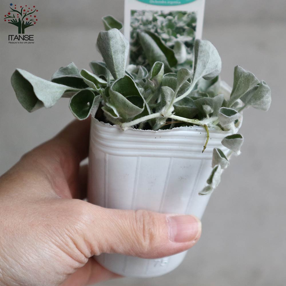 ダイコンドラ アルゲンテア シルバーフォールズ 【花苗 2.5号ロング