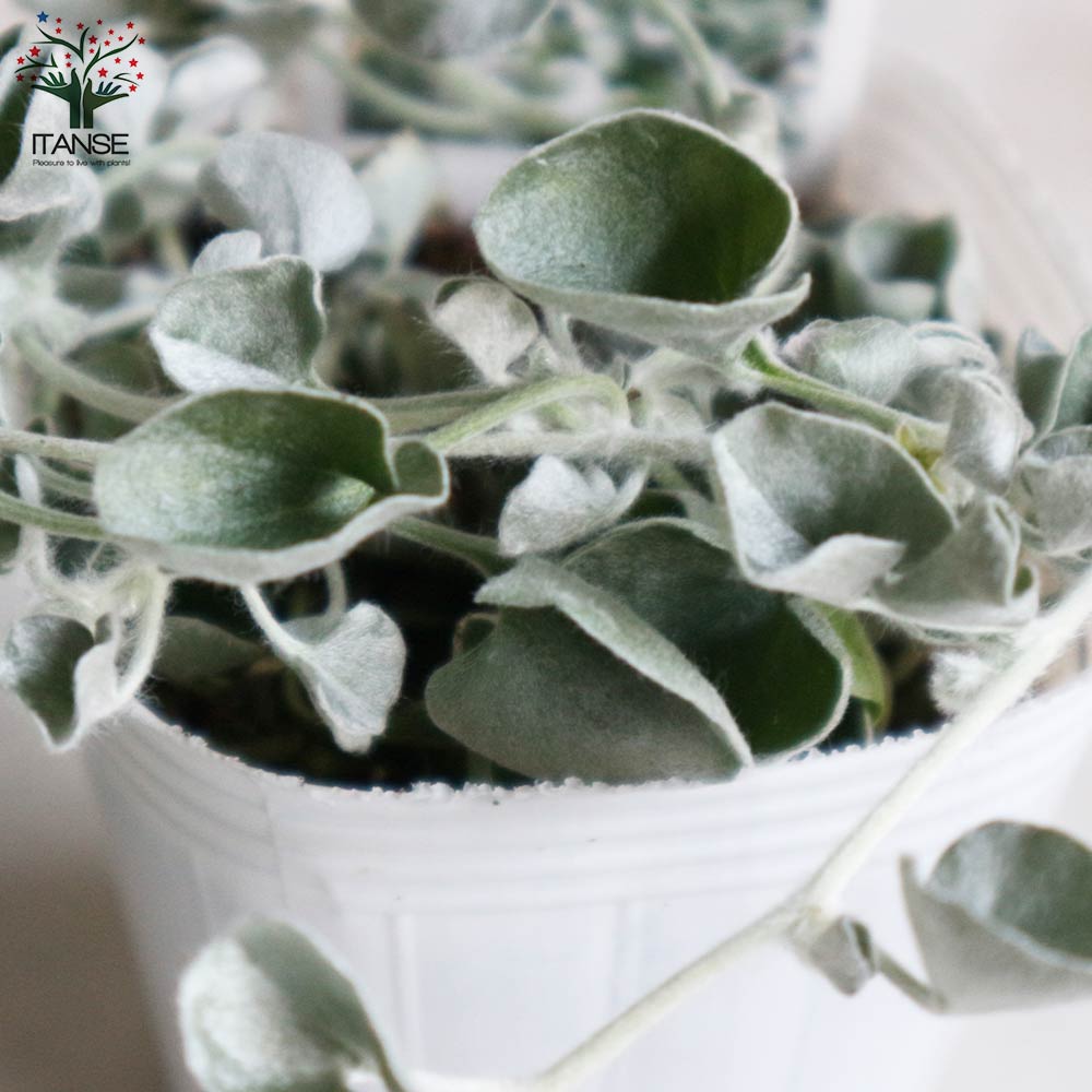 ダイコンドラ アルゲンテア シルバーフォールズ 【花苗 2.5号ロング