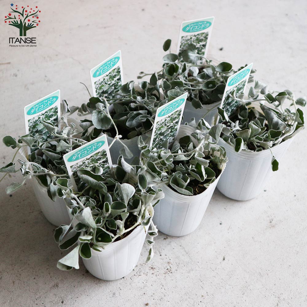 ダイコンドラ アルゲンテア シルバーフォールズ 【花苗 2.5号ロングポット カラーリーフ・グランドカバー苗】