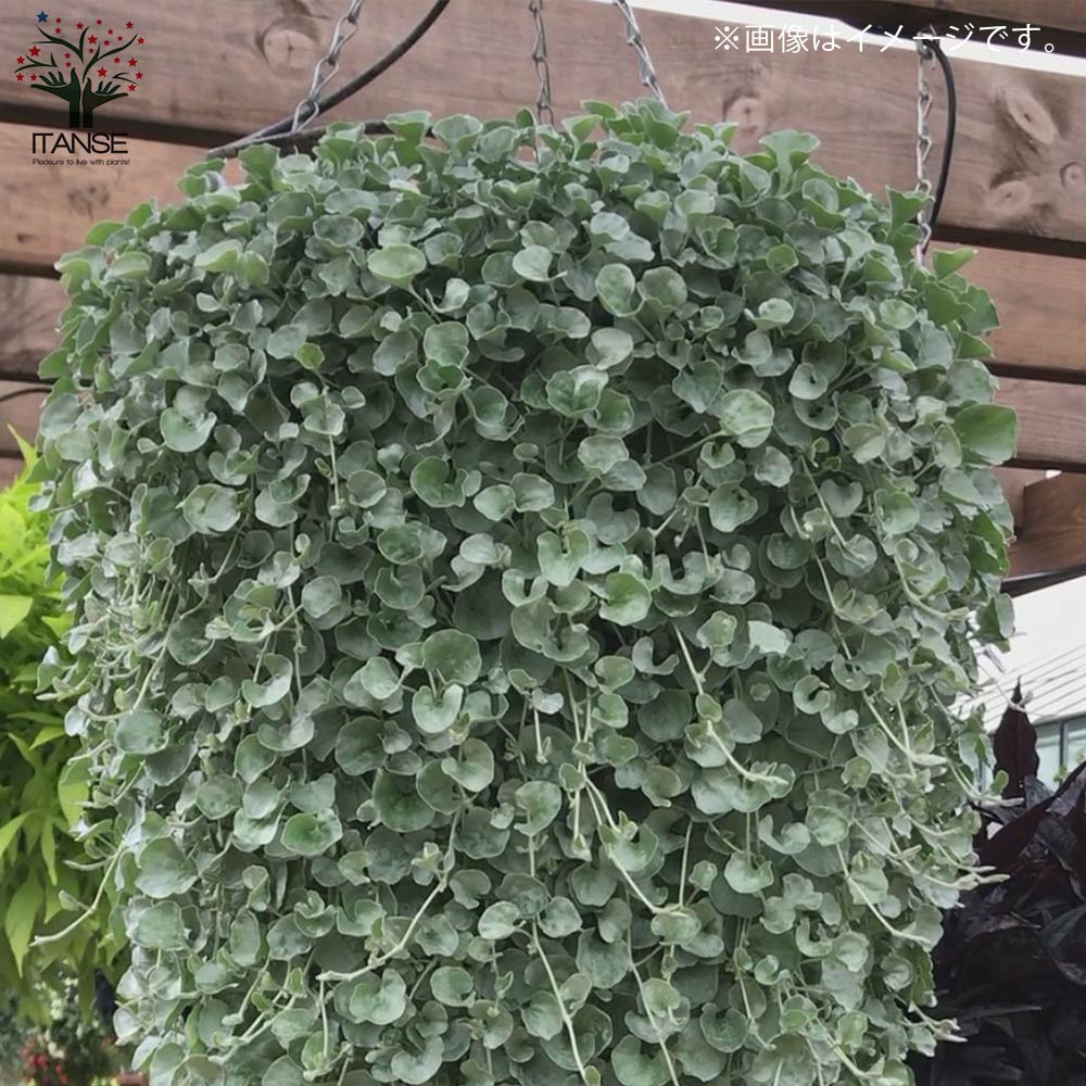 ダイコンドラ アルゲンテア シルバーフォールズ 【花苗 2.5号ロングポット カラーリーフ・グランドカバー苗】