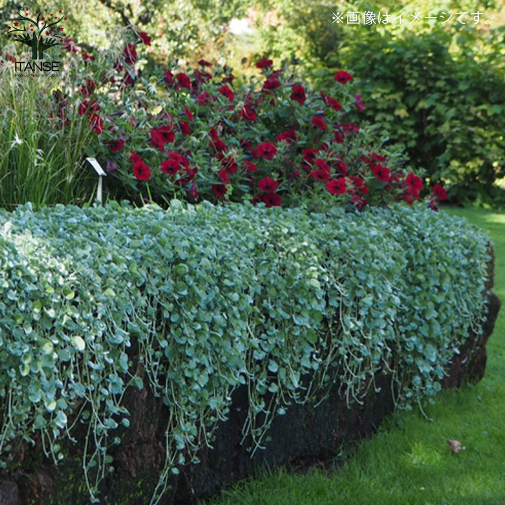 ダイコンドラ アルゲンテア シルバーフォールズ 【花苗 2.5号ロングポット カラーリーフ・グランドカバー苗】