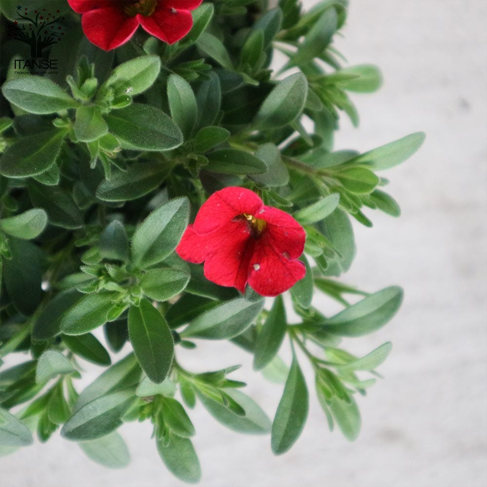 カリブラコア・リトルシャンデリア2個～【花苗3.5号ポット苗 色