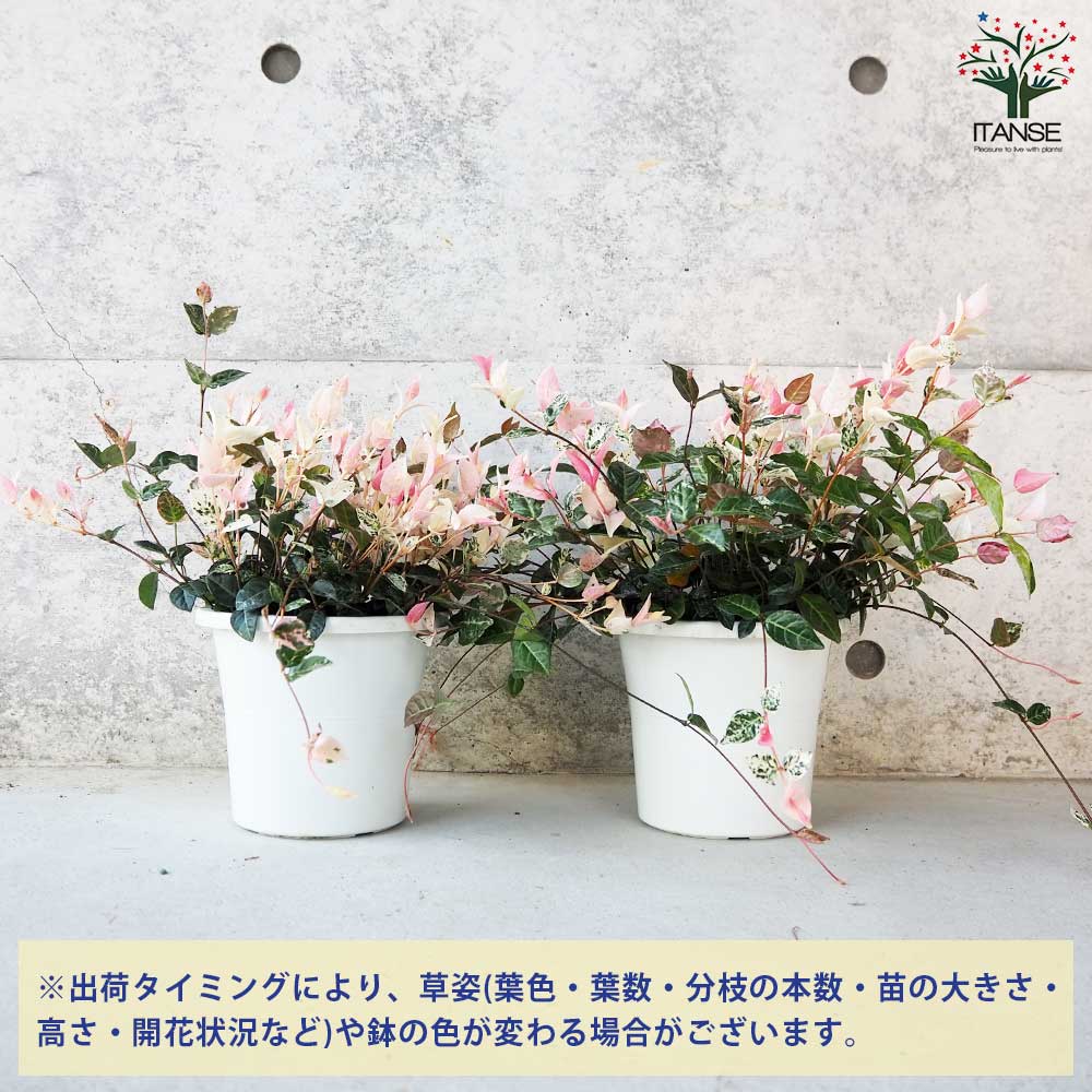 ハツユキカズラ！長さ0.2〜0.35！35ポット ハツユキカズラ35Potセット・苗 初雪カズラ 常緑 カラーリーフ
