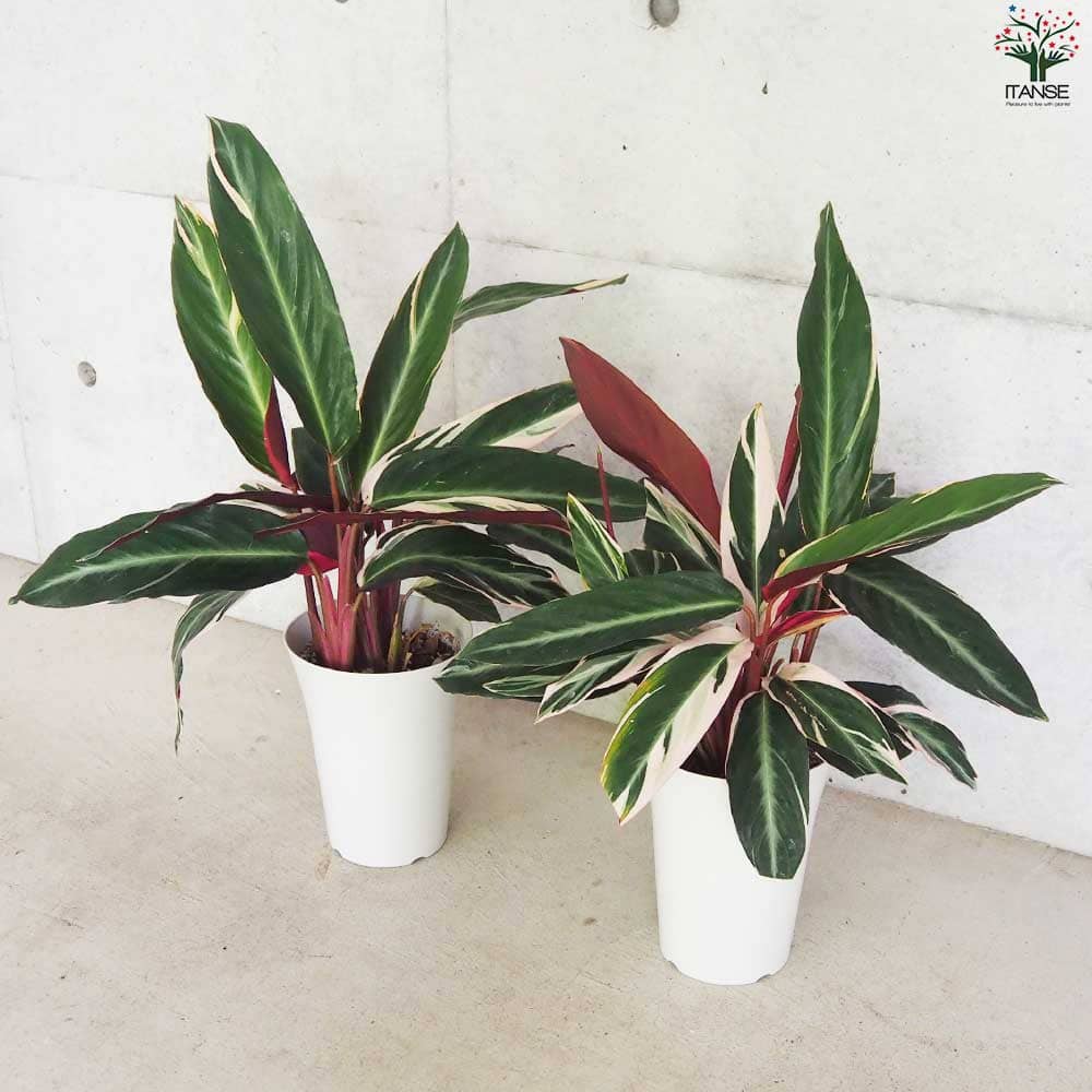 【美苗】激レア　ストロマンテ　トリオスター　斑入り　ゴマ斑　　抜き苗 美苗】激レア ストロマンテ トリオスター 斑入り ゴマ斑 抜き苗 美苗