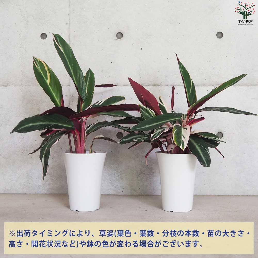 ストロマンテ サンギネア トリオスター【観葉植物 6号鉢】｜ 【植物の