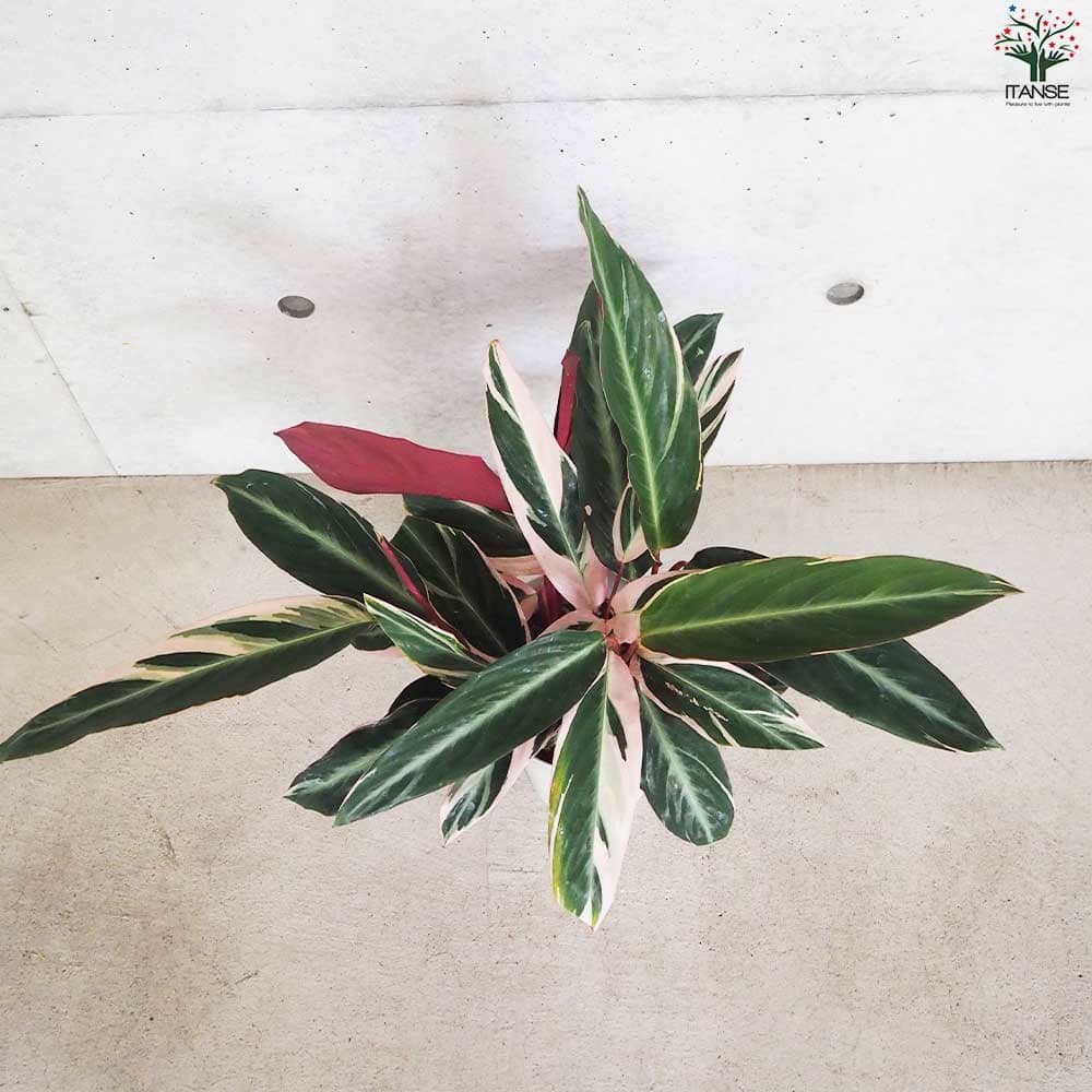 ストロマンテ サンギネア トリオスター【観葉植物 6号鉢】｜ 【植物の